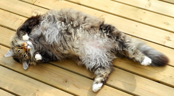 bukkrull och burkrull.jpg