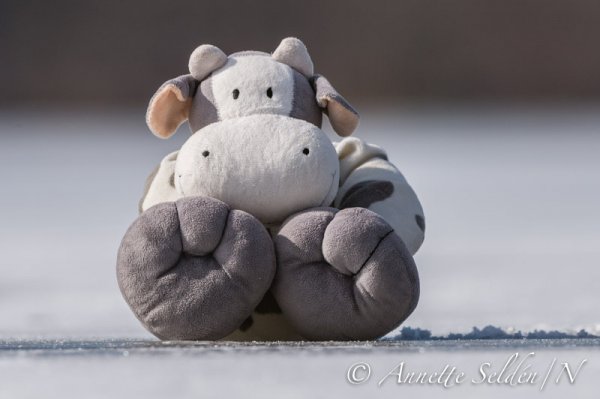 130323.100.jpg 130323.100.jpg