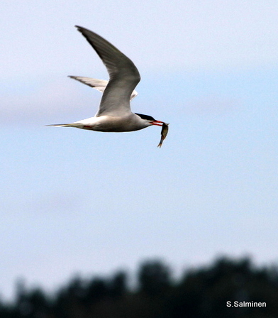 hhhhhhhhhhhhhhh 015-001.JPG