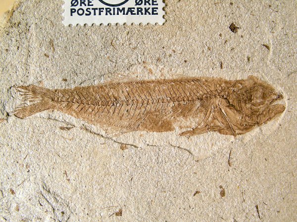 800px-Havaborre.jpg 800px-Havaborre.jpg