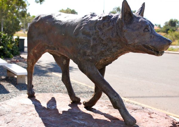 reddog.jpg reddog.jpg