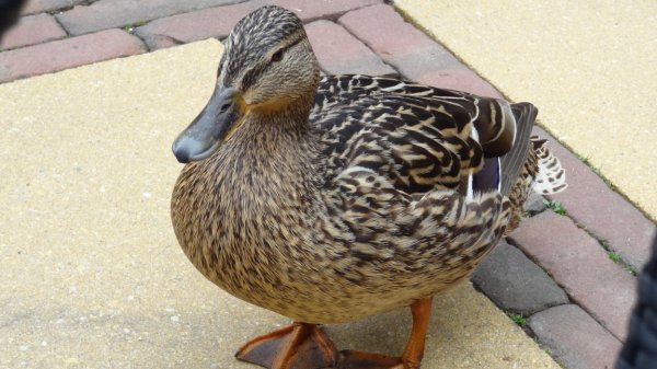 DSC02465-b.JPG DSC02465-b.JPG