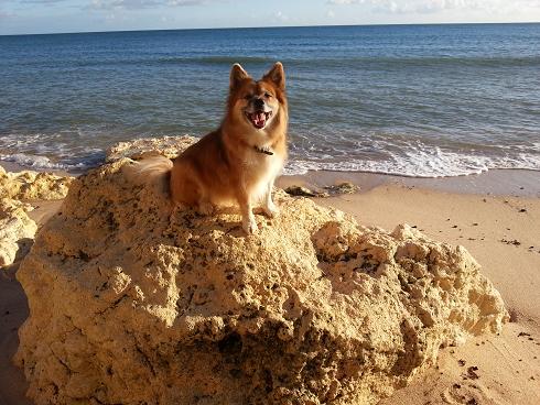 Bassi sten3.JPG Bassi sten3.JPG