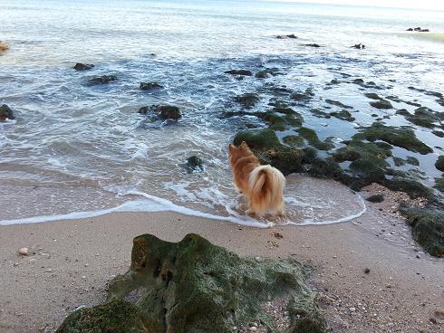 Bassi Atlanten1.JPG Bassi Atlanten1.JPG