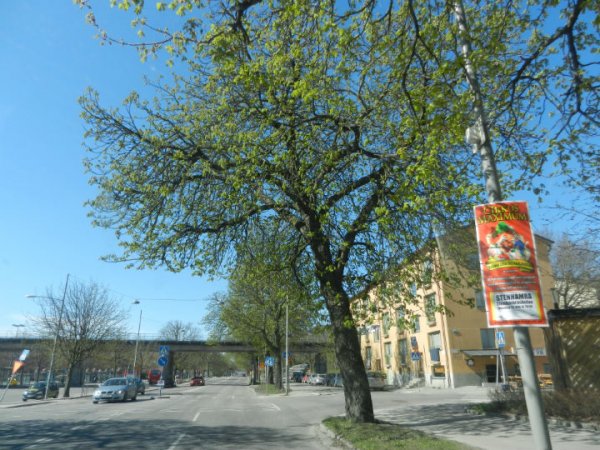 DSCN1333_kastanj.jpg
