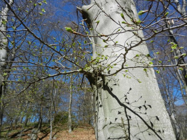 DSCN1359_bok2.jpg