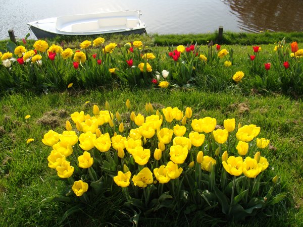 Tulpenstad Dokkum 2013 004.JPG