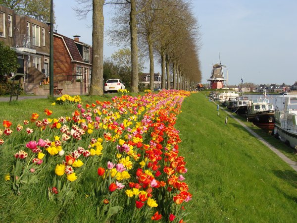 Tulpenstad Dokkum 2013 006.JPG