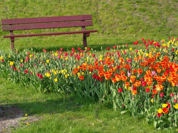 Tulpenstad Dokkum 2013 001.JPG