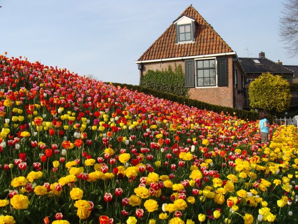Tulpenstad Dokkum 2013 009.JPG