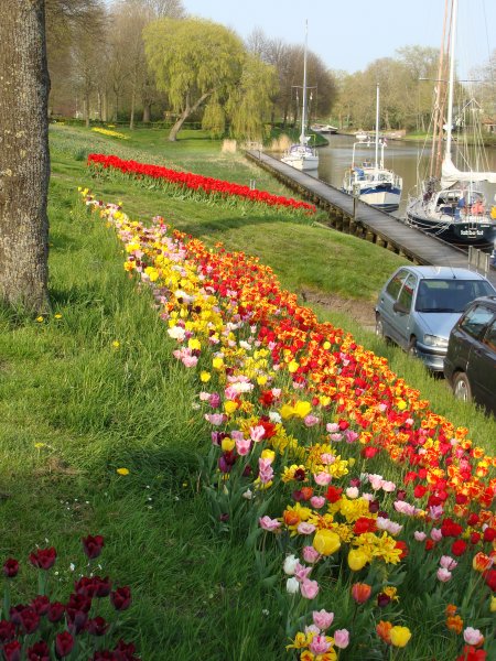 Tulpenstad Dokkum 2013 013.JPG