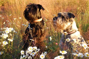 DSC_0097 - Kopia.JPG