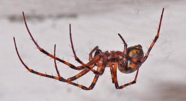 DSC_0993b.jpg DSC_0993b.jpg