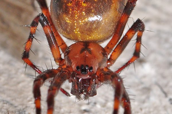 DSC_1022brr1000.jpg DSC_1022brr1000.jpg