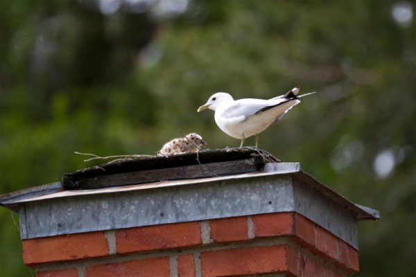 IMG_1459_2 (Large).jpg IMG_1459_2 (Large).jpg