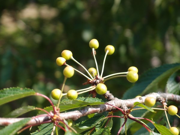 körsbär som inte blir av.JPG