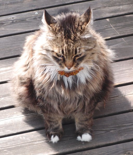 lurv bärn.jpg lurv bärn.jpg