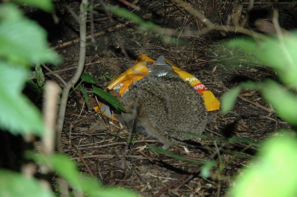 DSC_9800.JPG DSC_9800.JPG