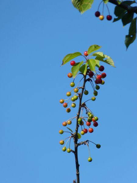 strävan.jpg strävan.jpg