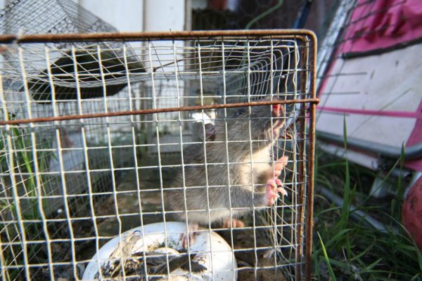råtta 010.JPG