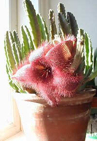 StapeliaGrandifloraI[0].jpg