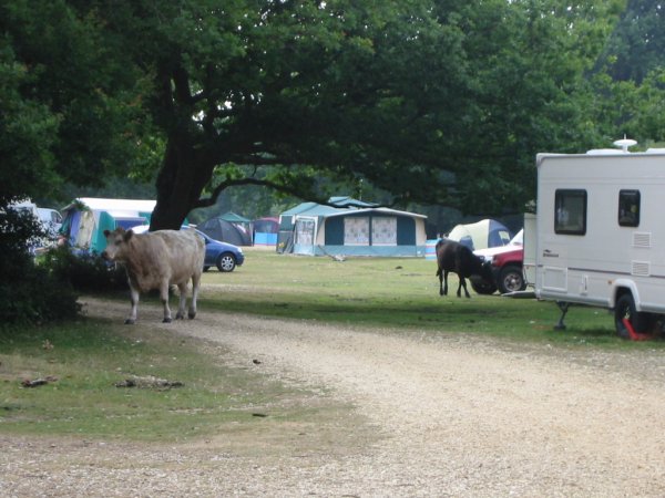 Camping nära Ashurst 033.jpg