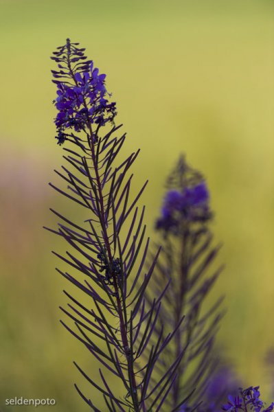 DSC_6615.jpg DSC_6615.jpg