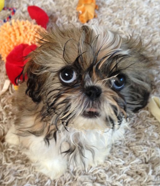 Normal storlek..JPG Normal storlek..JPG