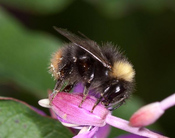 3385, ängshumla (Large).jpg