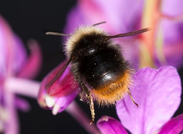 ängshumla i flykten (Large).jpg