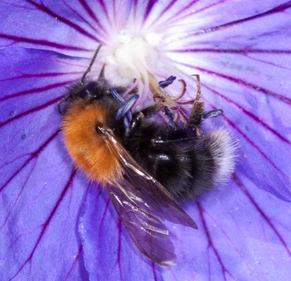 IMG_3401, Hushumla (Large).jpg