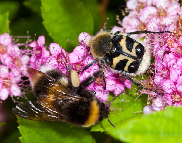 3370, Rallarjordhumla, med storleksreferens (Large).jpg