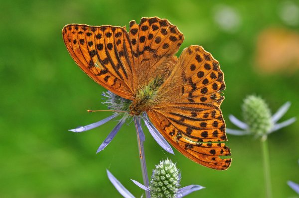 DSC_2861b800.jpg DSC_2861b800.jpg