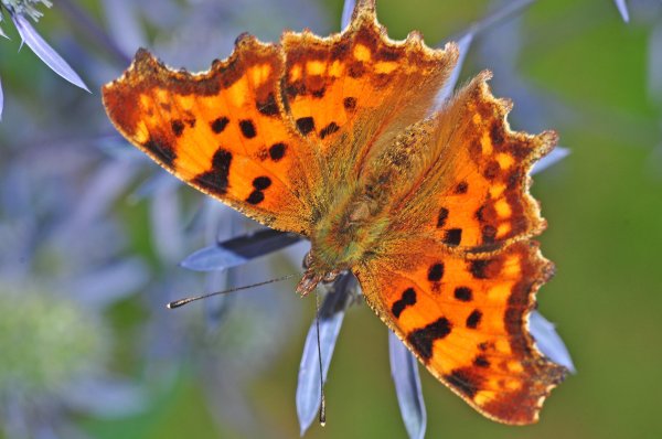 DSC_3050b800.jpg DSC_3050b800.jpg