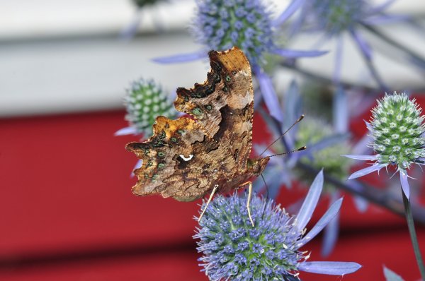 DSC_3049b800.jpg DSC_3049b800.jpg