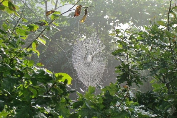 Natur (1280x853).jpg