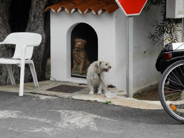 2 ensam hungrig hund.JPG