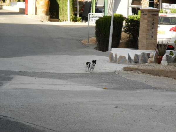 6 Ännu en ensam hund.JPG