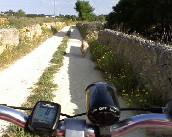 Cykelalgarve3.jpg Cykelalgarve3.jpg