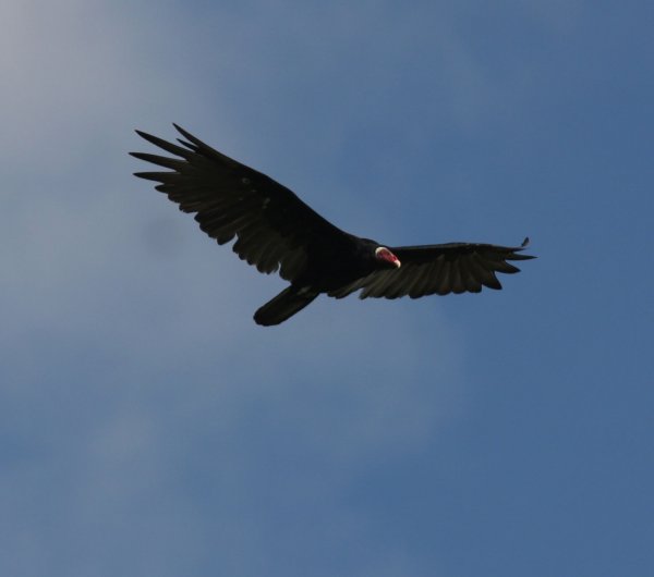 turkey-Vulture.jpg