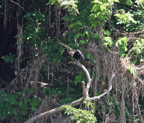 Anhinga1.jpg