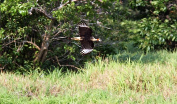 Creseted-Caracara.jpg