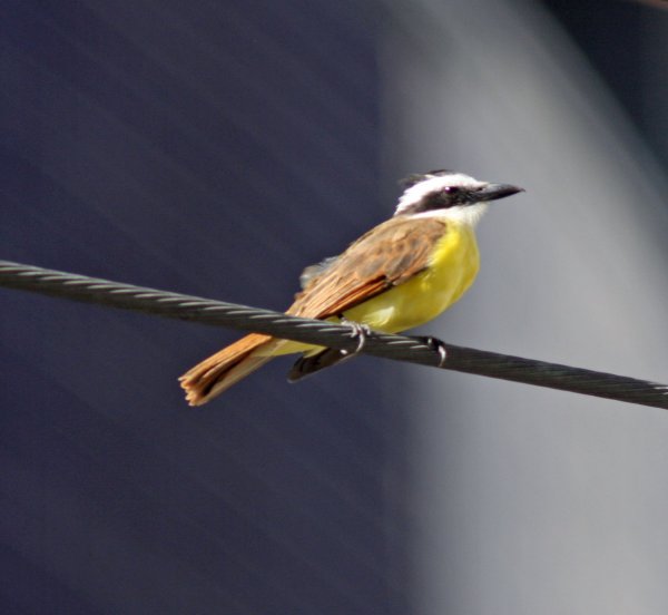 Great-Kiskadee.jpg