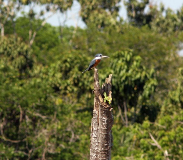 Ringed-Kingfisher.jpg