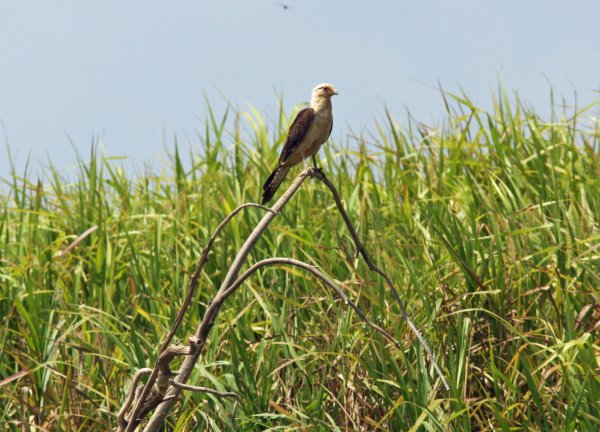 Slate-colored-hawk.jpg