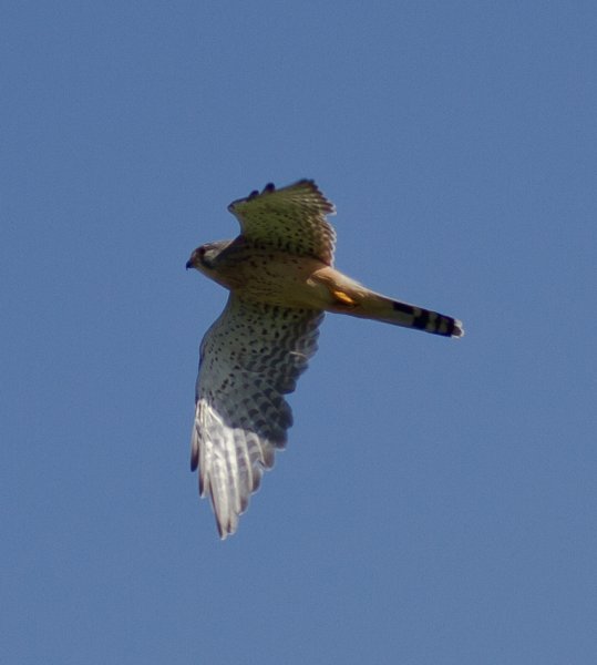 Gåta 12, art, 2p.jpg