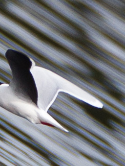 Gåta 1, art, 3 poäng.jpg