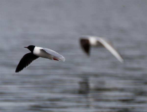 Gåta 1, art, 2p (Large).jpg