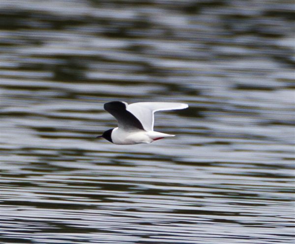 Gåta 1, art, 1p (Large).jpg