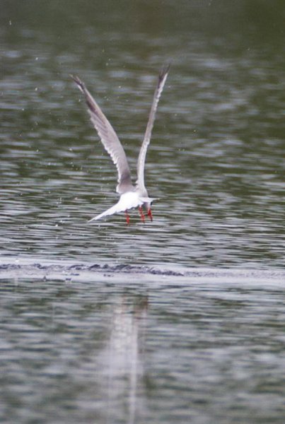 Gåta 2, art, 2p (Large).jpg